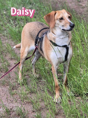 Daisy, Beagle - Bracke - Hündin