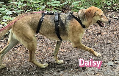 Daisy, Beagle - Bracke - Hündin