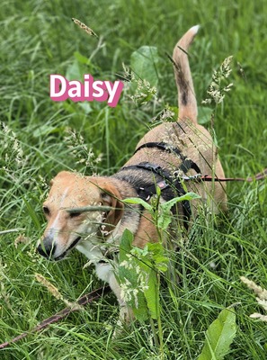 Daisy, Beagle - Bracke - Hündin