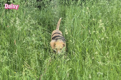 Daisy, Beagle - Bracke - Hündin