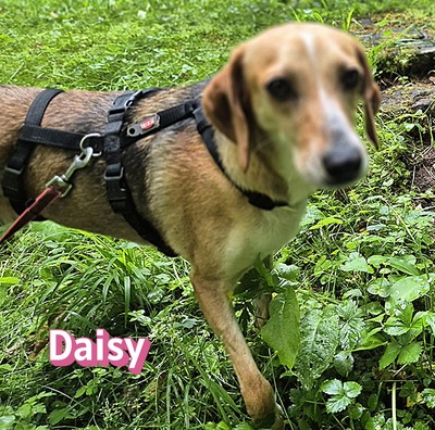 Daisy, Beagle - Bracke - Hündin