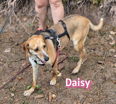 Daisy, Beagle - Bracke - Hündin