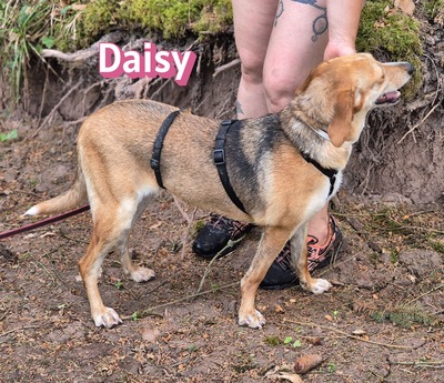 Daisy, Beagle - Bracke - Hündin