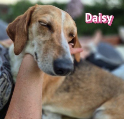 Daisy, Beagle - Bracke - Hündin
