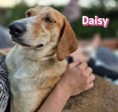 Daisy, Beagle - Bracke - Hündin