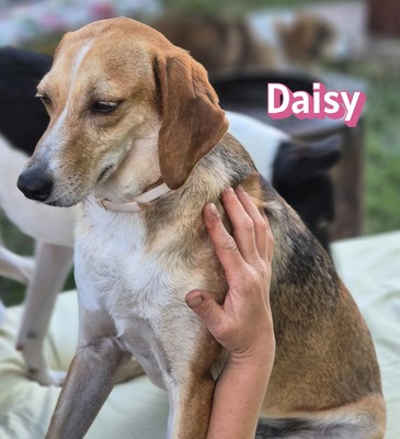 Daisy, Beagle - Bracke - Hündin