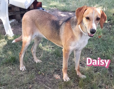 Daisy, Beagle - Bracke - Hündin