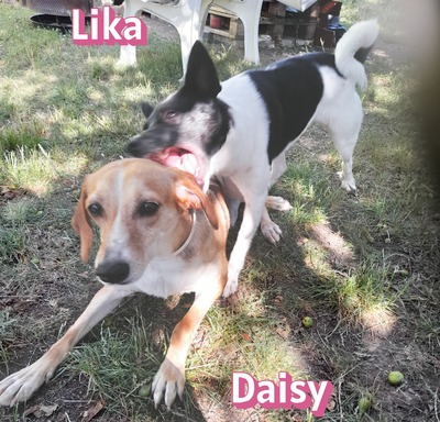 Daisy, Beagle - Bracke - Hündin