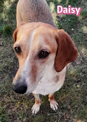 Daisy, Beagle - Bracke - Hündin