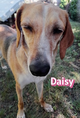Daisy, Beagle - Bracke - Hündin
