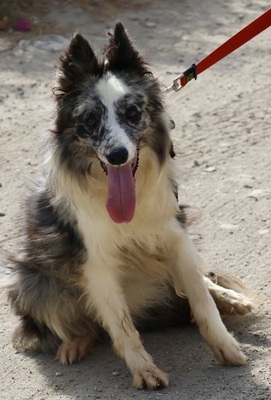Daisy, Border Collie - Mix - Hündin