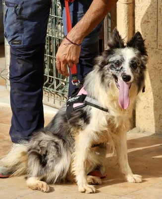 Daisy, Border Collie - Mix - Hündin