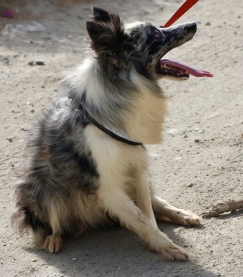 Daisy, Border Collie - Mix - Hündin