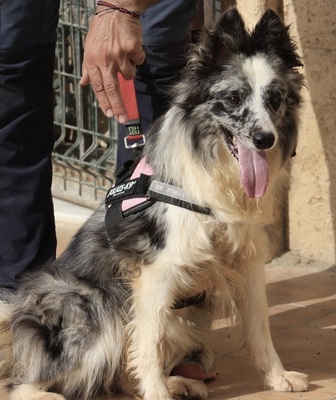 Daisy, Border Collie - Mix - Hündin