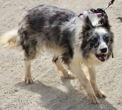 Daisy, Border Collie - Mix - Hündin