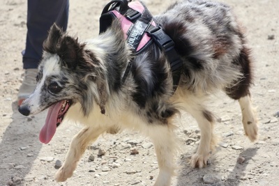 Daisy, Border Collie - Mix - Hündin