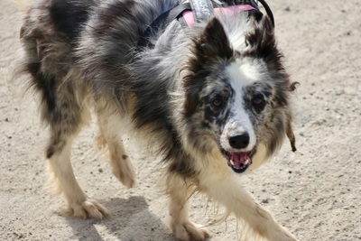 Daisy, Border Collie - Mix - Hündin