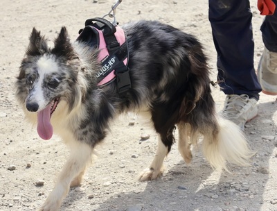 Daisy, Border Collie - Mix - Hündin