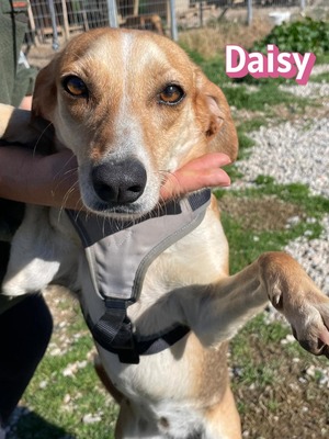 Daisy, Mischling - Hündin