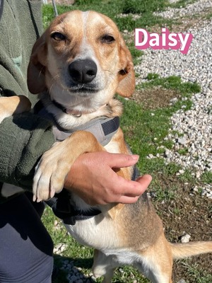 Daisy, Mischling - Hündin