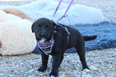 Daisy, Mischling Welpen - Hündin