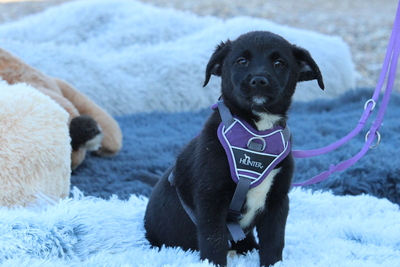 Daisy, Mischling Welpen - Hündin