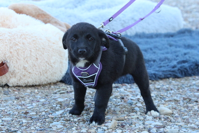 Daisy, Mischling Welpen - Hündin