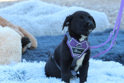 Daisy, Mischling Welpen - Hündin