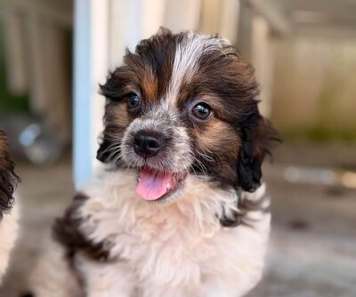 Daisy