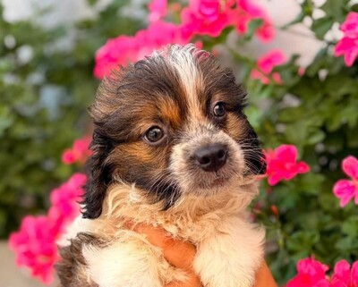 Daisy, Mischling Welpen - Hündin