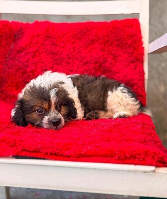 Daisy, Mischling Welpen - Hündin