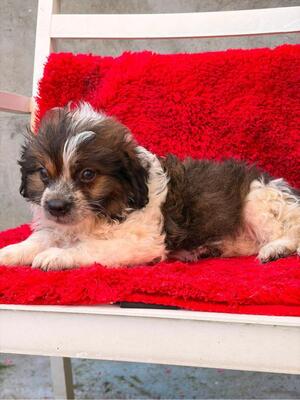 Daisy, Mischling Welpen - Hündin