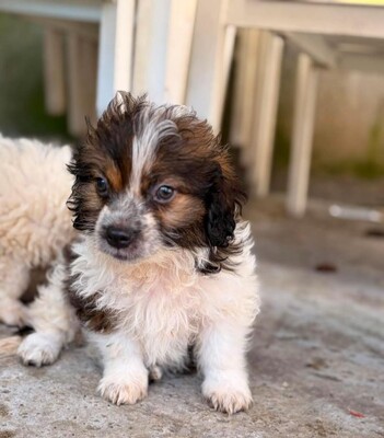 Daisy, Mischling Welpen - Hündin