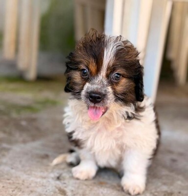 Daisy, Mischling Welpen - Hündin