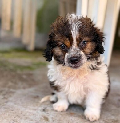 Daisy, Mischling Welpen - Hündin