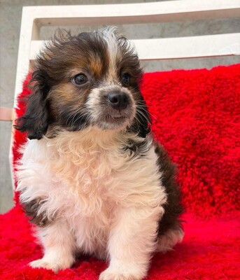 Daisy, Mischling Welpen - Hündin