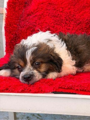 Daisy, Mischling Welpen - Hündin