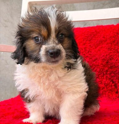 Daisy, Mischling Welpen - Hündin