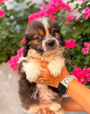 Daisy, Mischling Welpen - Hündin