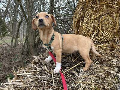 Daisy, Mix Welpen - Hündin