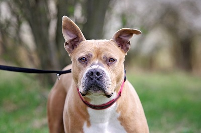 Daisy, Staffmix - Hündin