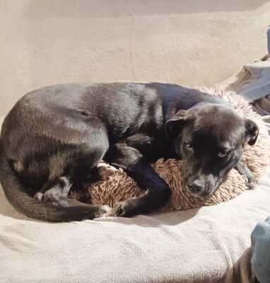 Dakota, Mischling - Hündin