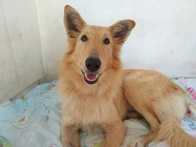 Dalia - Zurückhaltendes Hundemädchen, ca. 1 Jahr/59cm/25kg, Mischling - Hündin