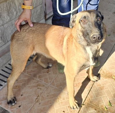 Dama, Malinois - Mix - Hündin