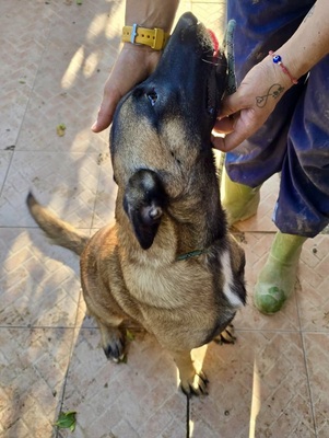 Dama, Malinois - Mix - Hündin