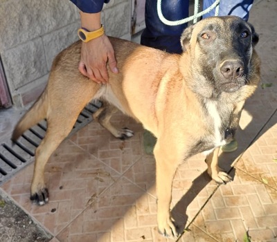 Dama, Malinois - Mix - Hündin