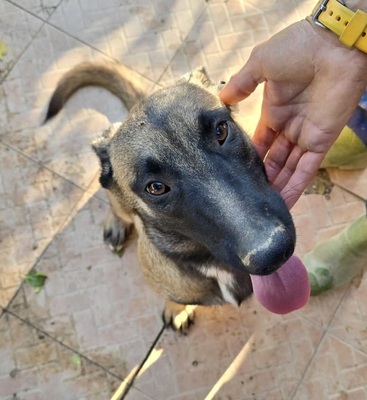 Dama, Malinois - Mix - Hündin