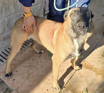 Dama, Malinois - Mix - Hündin