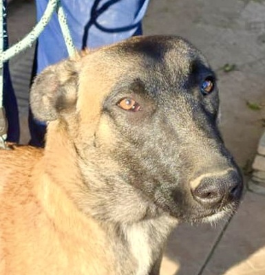 Dama, Malinois - Mix - Hündin