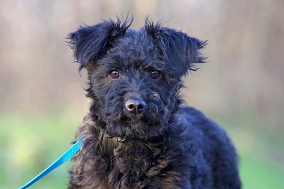 Dana, Mischling - Hündin